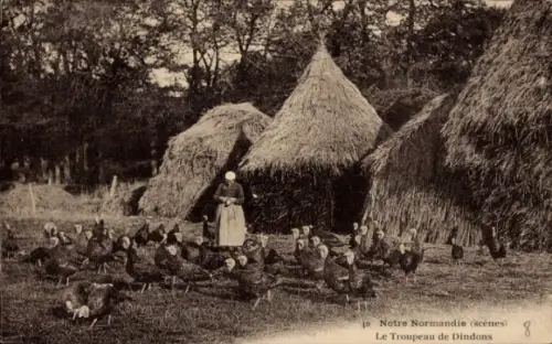 CPA Notre Normandie, Le Troupeau de Dindons