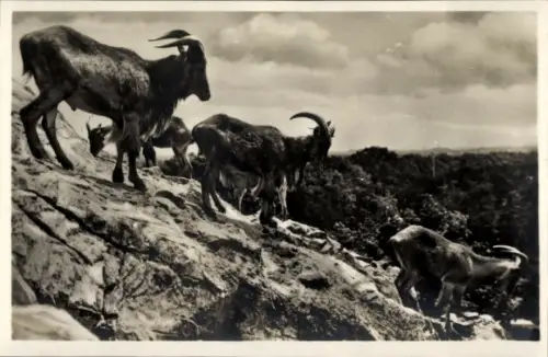 Ak Carl Hagenbecks Tierpark Altona-Stellingen Hamburg, Hochgebirge, Mähnenschafe