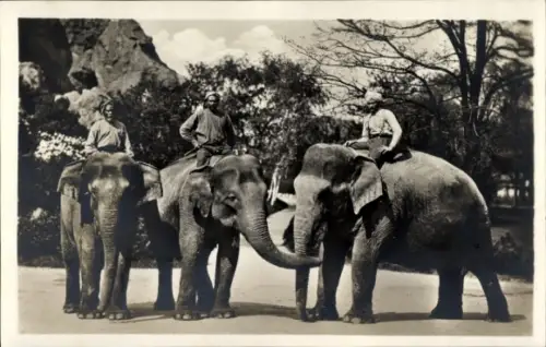 Ak Carl Hagenbecks Tierpark Altona-Stellingen Hamburg, Indische Elefanten