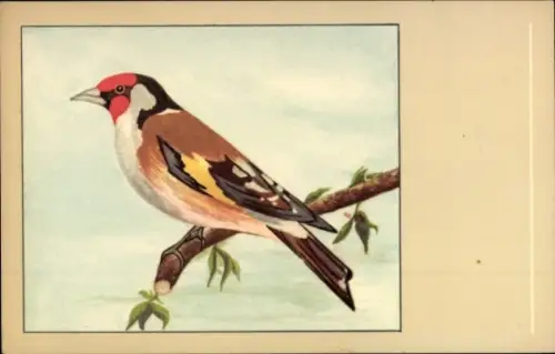 Künstler Ak Stieglitz, Distelfink, Carduelis carduelis