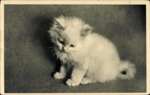 Ak Weiße Katze, Kätzchen