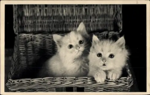 Ak Zwei junge Katzen schauen nach oben, Truhe