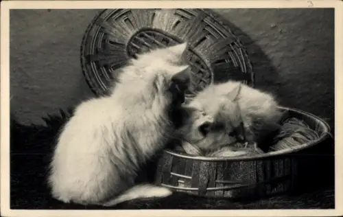 Ak Zwei junge Katzen, Korb