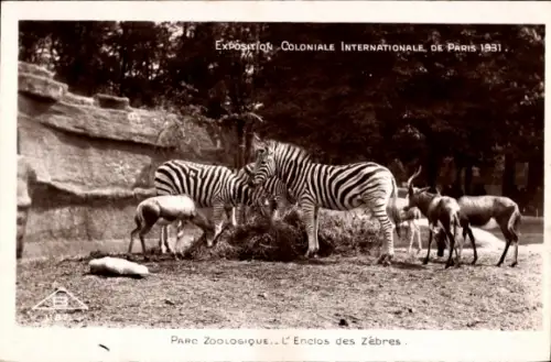 CPA Paris, Exposition coloniale internationale 1931, Zoo, Zebres