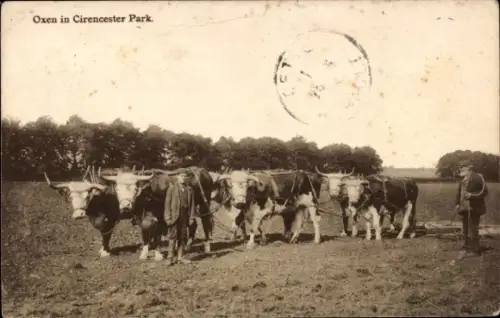 Ak Cirencester Gloucestershire England, Ochsen