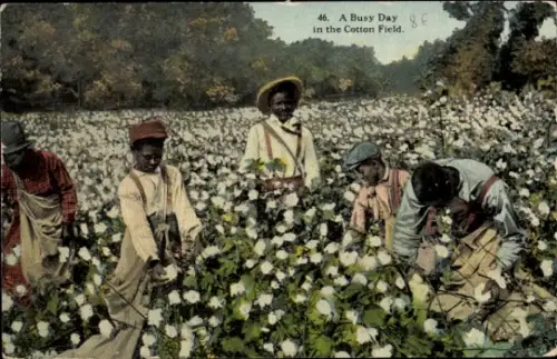 PC USA, A Busy Day in the Cotton Field
