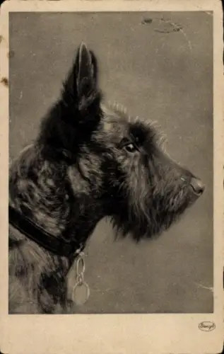 Ak Schottischer Terrier, Hundeportrait