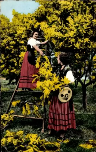 Ak Côte d'Azur, La Cueillette du Mimosa