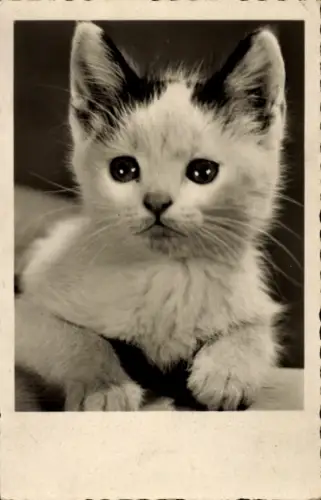 Ak Katze, Tierportrait