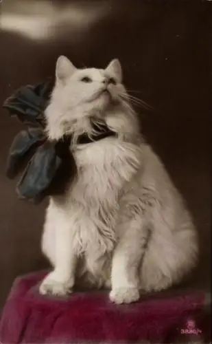 Ak Katze mit Schleife, Tierportrait
