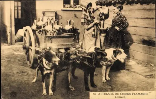 Ak Laitière Flamande, Hundekarre