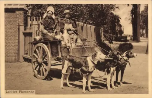 Ak Belgische Tracht, Milchhändler, Hundekarren, Arbeitshunde
