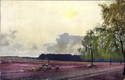 Ak Schafe, Schafherde, Heide, Bäume