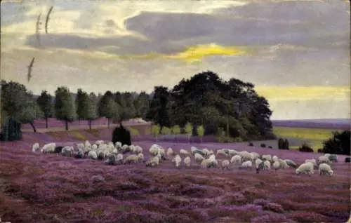 Ak Schafe, Schafherde, Heide, Bäume