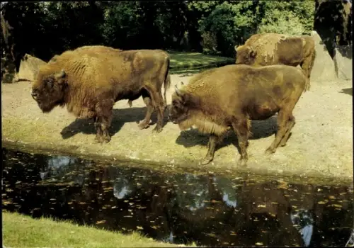 Ak Berlin Lichtenberg Friedrichsfelde, Tierpark Berlin, Wisente