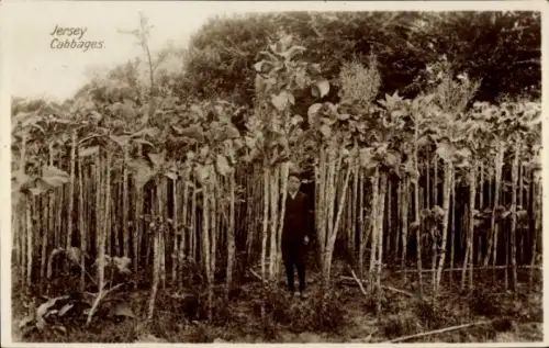 PC Channel Island of Jersey, Cabbages