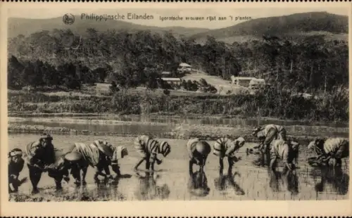 Ak Philippinen, Les femmes Igorottes occupees a la plantation du riz, Frauen auf dem Reisfeld
