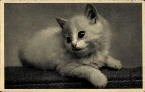 Ak Junge Katze, Tierporträt