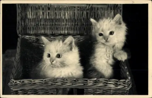 Ak Zwei junge Katzen in einer Truhe