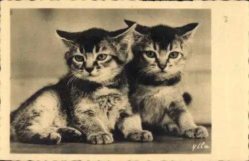 Ak Zwei junge Katzen, Kätzchen