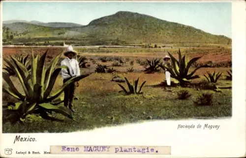 Ak México, Hacienda de Maguey