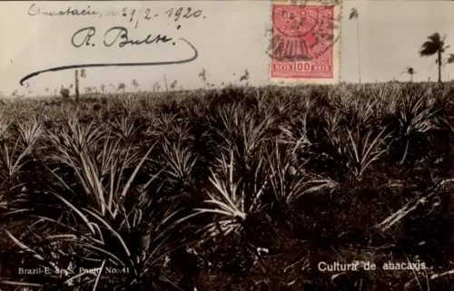 Ak Brasilien, Cultura de abacaxis