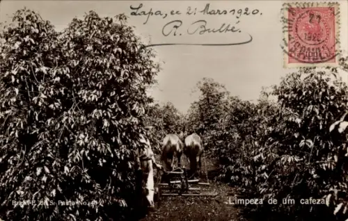 Ak Brasilien, Limpeza de um cafezal