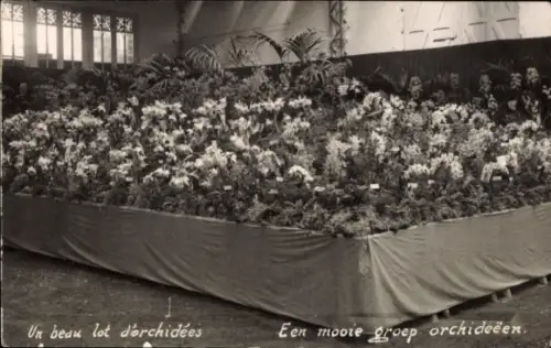 CPA Floralies Gantoises 1933, Un beau lot d'orchidées