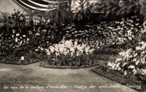 CPA Floralies Gantoises 1933, Un coin de la section d'orchidées
