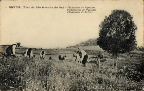 Ak Rio Grande do Sul Brasilien, Plantation de Pyrethre
