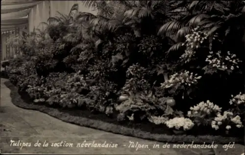 CPA Floralies Gantoises 1933, Tulipes de la section néerlandaise