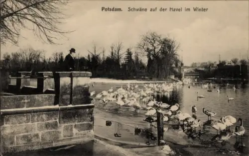Ak Potsdam, Schwäne auf der Havel im Winter