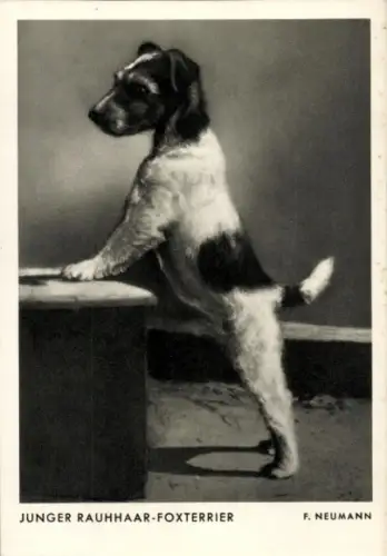 Ak Junger Rauhhaar-Foxterrier