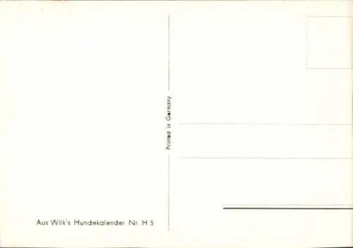 Ak Junger Rauhhaar-Foxterrier