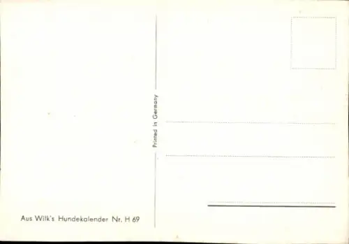 Ak Brauner Setter, Hund