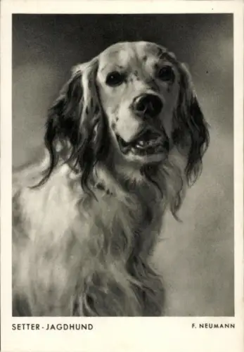 Ak Hund, Setter-Jagdhund