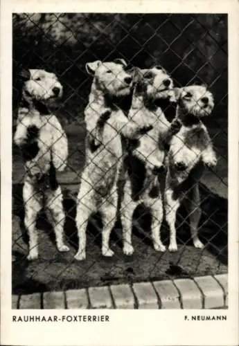 Ak Hund, Rauhhaar-Foxterrier