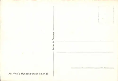 Ak Hund, Rauhhaar-Foxterrier