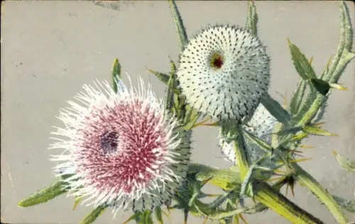 Künstler Ak Kratzdistel