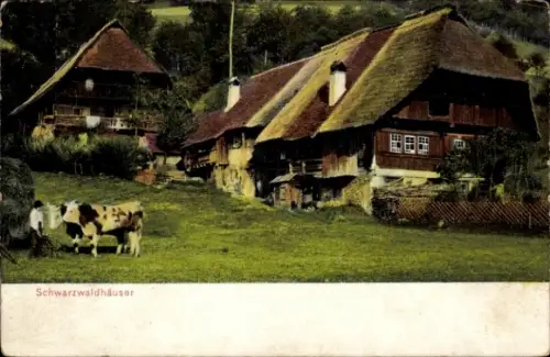 Ak Schwarzwald, Schwarzwaldhäuser, Kühe