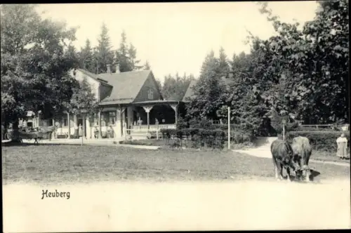Ak Heuberg Friedrichroda, Rinder