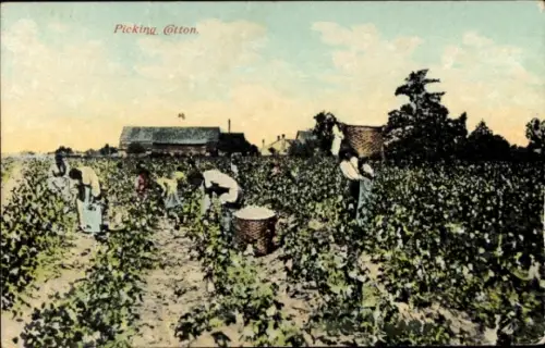 PC USA, Picking Cotton