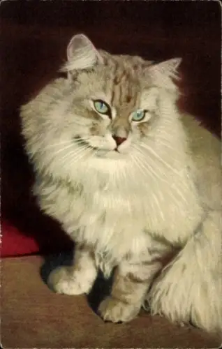 Ak Katzenportrait, Grüne Augen, Tierportrait