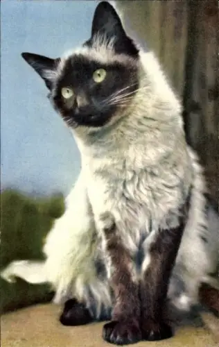 Ak Katze, Siamkatze