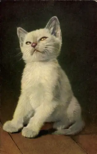 Ak Junge weiße Katze, sitzend