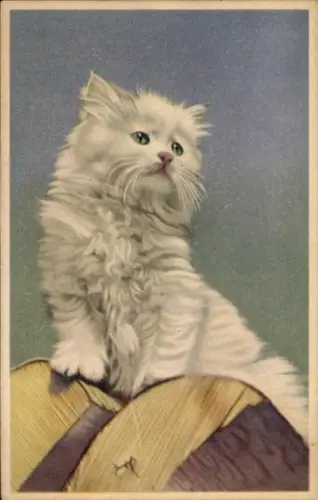 Ak Katzenportrait, Kleine Hauskatze, Kätzchen, Weißes Fell