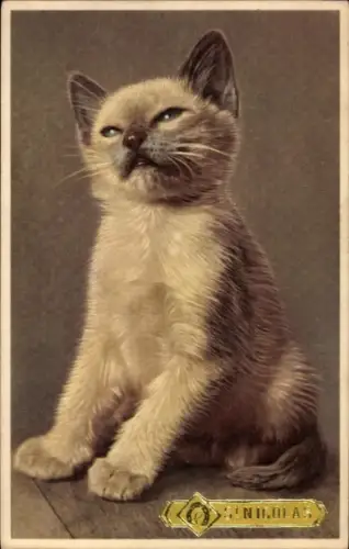 Ak Junge Katze, sitzend, Tierportrait