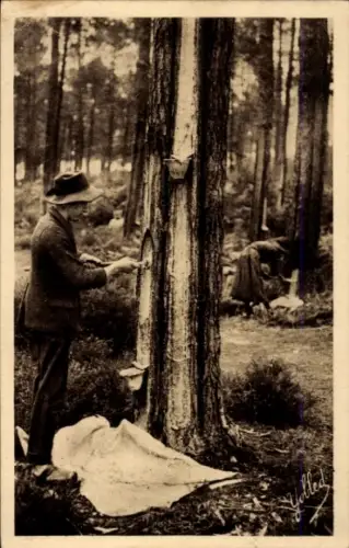 CPA Dans les Landes de Gascogne, Le Barrass, dernière récolte