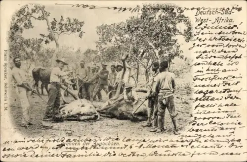 Ak Namibia Deutsch Südwestafrika, Brennen der Zugochsen
