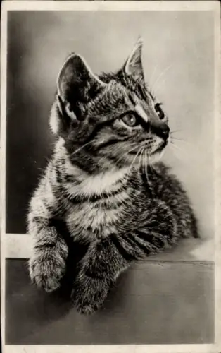 Ak Katze, Tierportrait